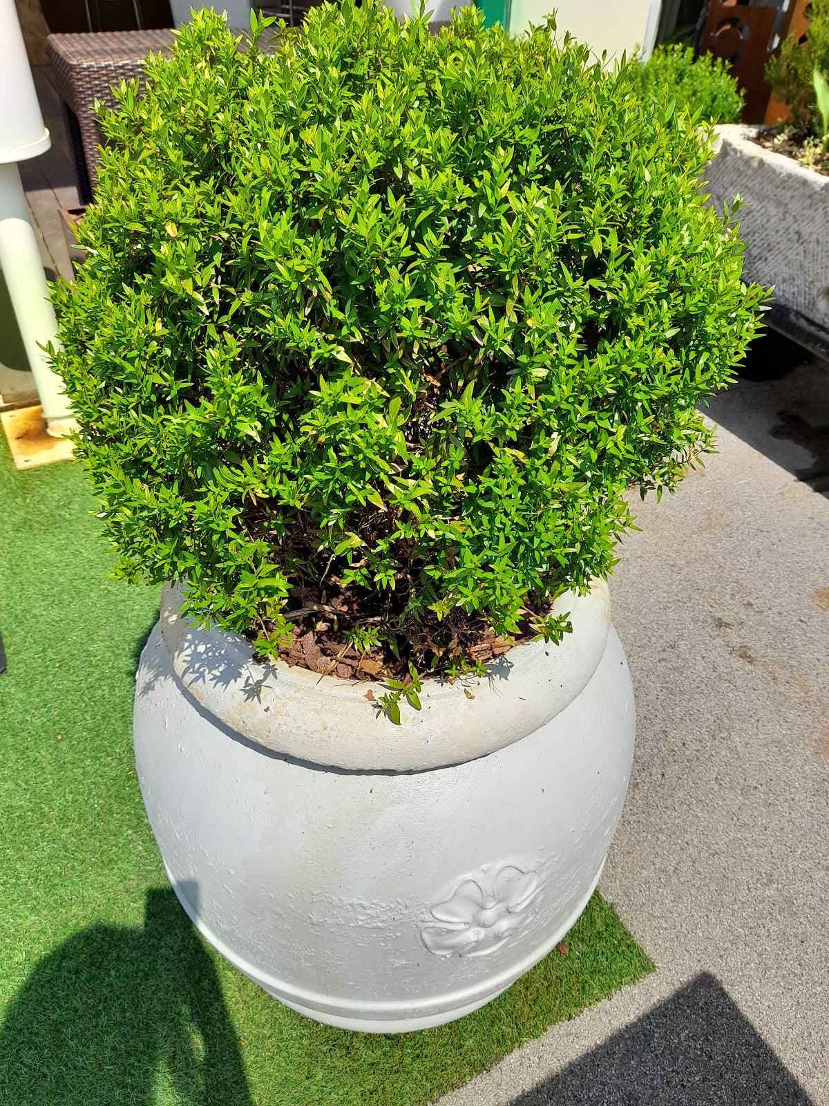 ORCIO Toscano in terracotta